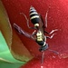 Yellow-banded Polybia Wasp - Photo (c) Karl Kaufmann, some rights reserved (CC BY-NC), uploaded by Karl Kaufmann