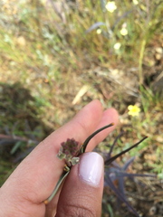 Streptanthus glandulosus glandulosus