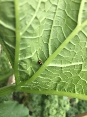 Brachiacantha ursina