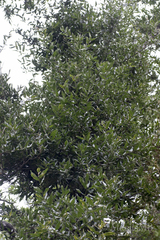 Quercus mexicana