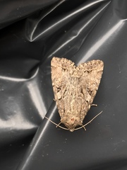 Apterogenum ypsillon