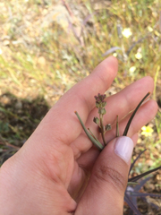 Streptanthus glandulosus glandulosus