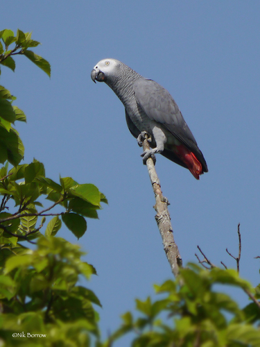 Gray Parrot