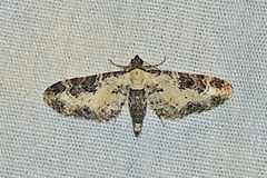 Prorella gypsata