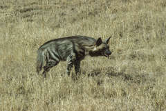 Hyaena hyaena