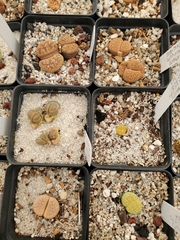 Lithops