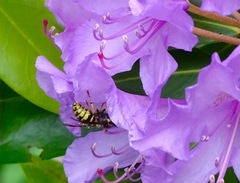 Dolichovespula arenaria