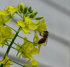 Apis mellifera