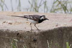 Motacilla alba