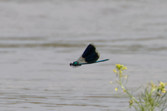 Calopteryx splendens