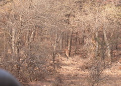 Gazella bennettii