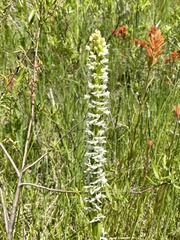 Platanthera dilatata albiflora