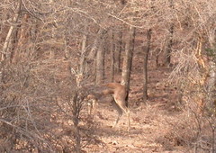 Gazella bennettii