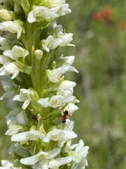 Platanthera dilatata albiflora