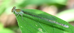 Pseudagrion acaciae