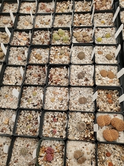 Lithops