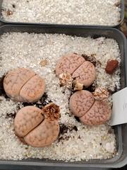 Lithops