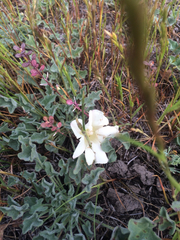 Calystegia collina oxyphylla