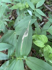 Synchysa tricincta