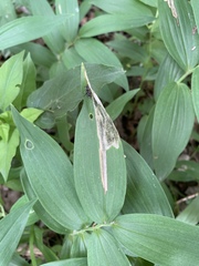 Synchysa tricincta