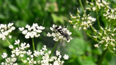 Chlorophorus figuratus