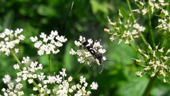 Chlorophorus figuratus