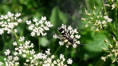 Chlorophorus figuratus