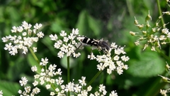 Chlorophorus figuratus