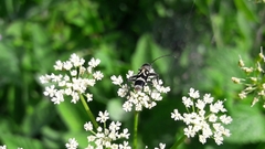 Chlorophorus figuratus