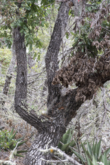 Quercus clivicola