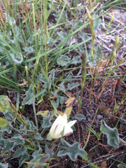 Calystegia collina oxyphylla