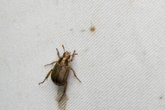 Anomala inconcinna