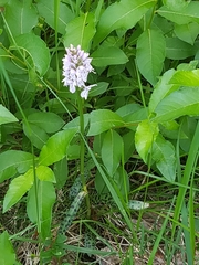 Dactylorhiza maculata maculata