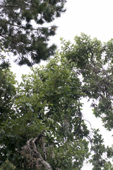Quercus clivicola