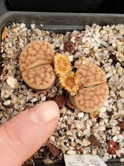 Lithops