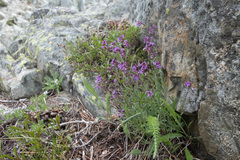 Boechera breweri