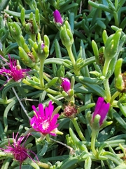 Delosperma cooperi