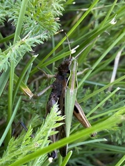 Omocestus