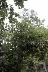 Quercus clivicola