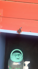 Vanessa atalanta