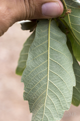 Quercus clivicola