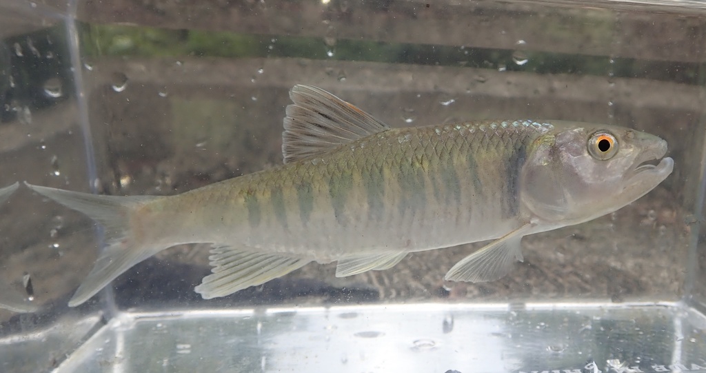 Chinese Hooksnout Carp