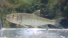 Opsariichthys bidens