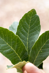 Quercus clivicola