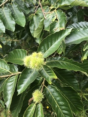 Castanea pumila