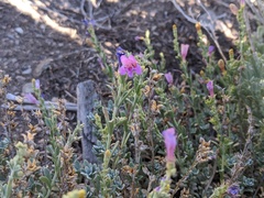 Penstemon californicus