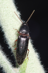 Melanotus longulus