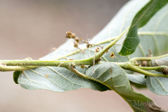 Quercus clivicola