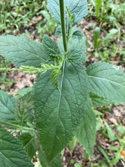 Verbena urticifolia