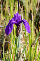 Iris laevigata